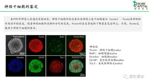 神經(jīng)干細(xì)胞與人體干細(xì)胞技術(shù) 開發(fā)現(xiàn)狀與應(yīng)用前景簡(jiǎn)述