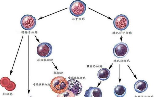 白血病無傳染性，家屬為何仍需佩戴口罩？深入解析人體干細(xì)胞技術(shù)的應(yīng)用